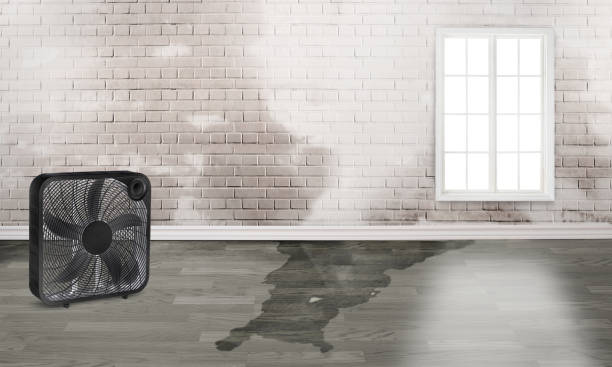 Best Water damage cleanup near me  in Del Rio, CA
